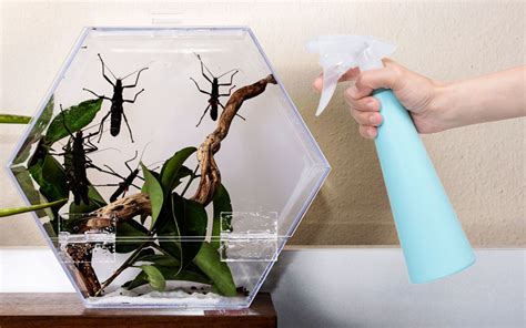 Do You Spray Stick Insects with Water? - Insectic