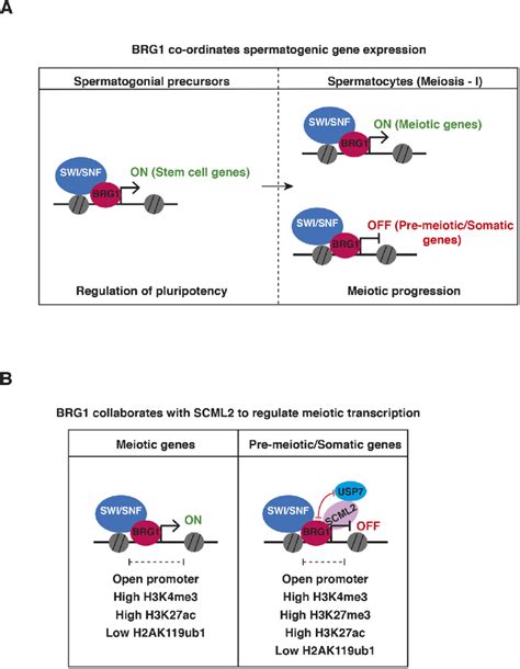 Model Describing The Role Of Swi Snf In Spermatogenic Gene Regulation