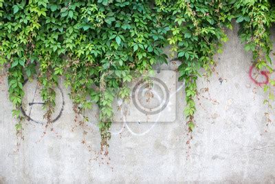 Textura De Muro Verde Planta Trepadora Sobre Muro De Jard N Posters