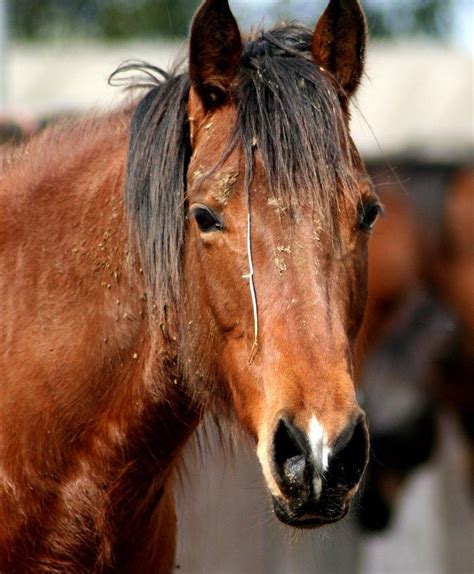 La tête La tête dun cheval Horses Animals Animales Animaux