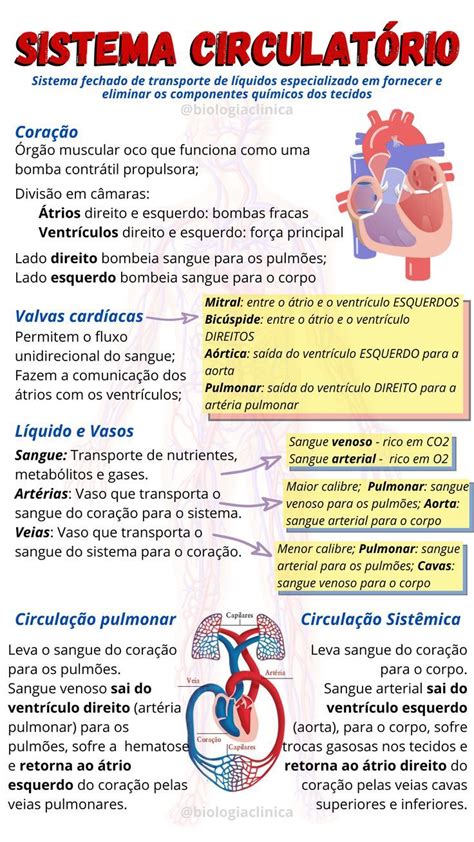 Sistema CirculatÓrio Ou Cardiovascular Em 2021 Sistema Circulatorio Resumo Sistema Cir