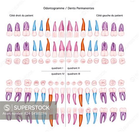 Illustration Of An Odontogram Of Permanent Teeth Diagram Of The Jaw