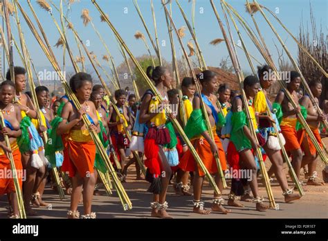 Swazi Girls Carrying Reeds Parade At Umhlanga Reed Dance Festival