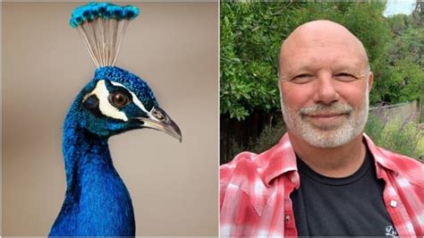 Man Who Relocates Peacocks In California Says People Either Love Him Or