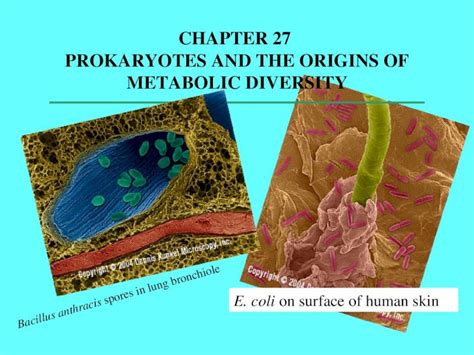 PPT CHAPTER 27 PROKARYOTES AND THE ORIGINS OF METABOLIC DIVERSITY