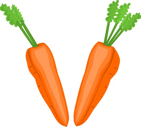 Carrot Greens Illustration