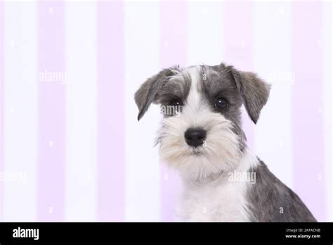 Miniature Schnauzer Portrait Stock Photo Alamy