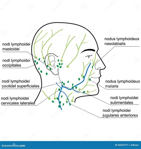 Lymph Nodes Of The Head And Neck. Cartoon Vector | CartoonDealer.com #45207977