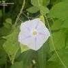 Ipomoea Grannyvine Morning Glory Ipomoea Tricolor Blue Star