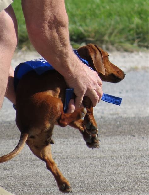 Amy After The Fact: Wiener Dog Races