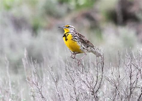 Western Meadowlark - Facts, Diet, Habitat & Pictures on Animalia.bio