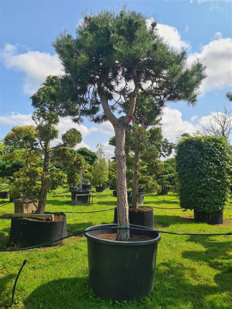 Pinus Nigra Nigra Form Caragh Nurseries