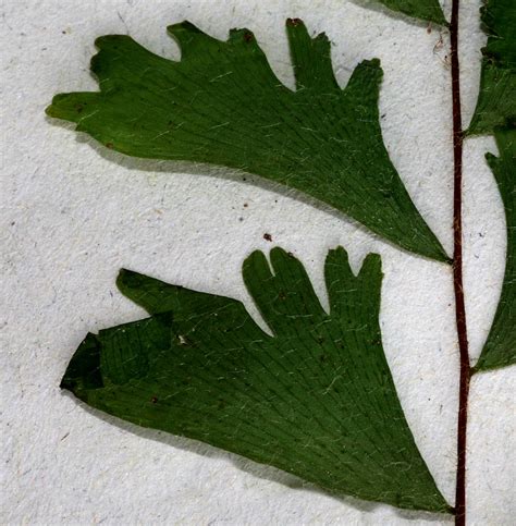 Flora Of Zimbabwe Species Information Individual Images Adiantum Incisum