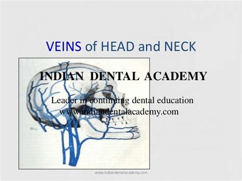 Veins Of Head Andneck Certified Fixed Orthodontic Courses By Indian