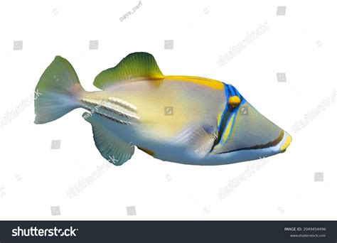 Arabian Picassofish Rhinecanthus Assasi Triggerfish Isolated Stock