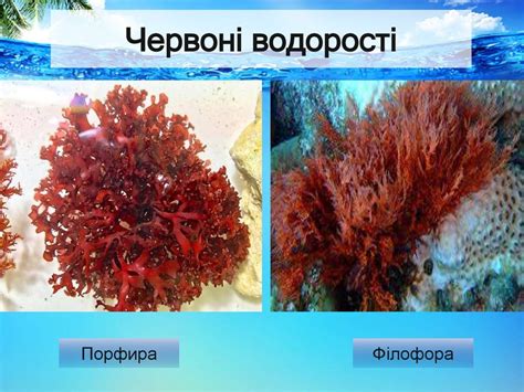Водорості (зелені, бурі, червоні) - презентация онлайн