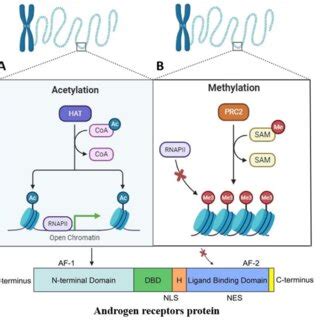 Histone methylation and acetylation mechanism. the acetylation of ...