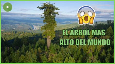 Cuál es el árbol mas grande del mundo YouTube