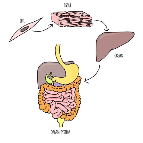 Animal Tissues Organs And Organ Systems — The Science Sauce