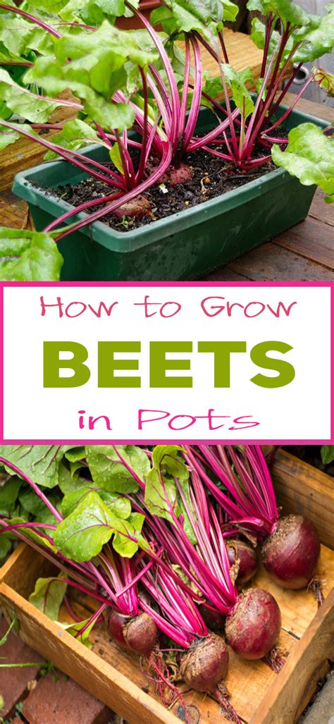 How To Grow Beets In Pots Organic Gardening