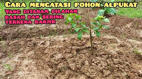 Cara Mengatasi Pohon Alpukat Yang Ditanam Dilahan Basah Dan Sering