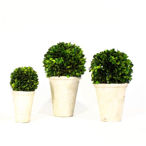 Boxwood Topiary (3 sizes) – Mintwood Home