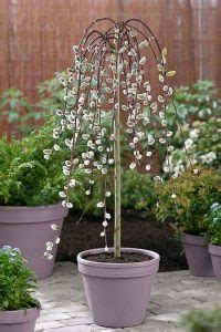 Everything About Growing Pussy Willow Balcony Garden Web