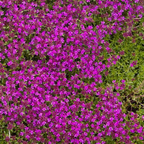 Magic Carpet Creeping Thyme Colors Rillyper