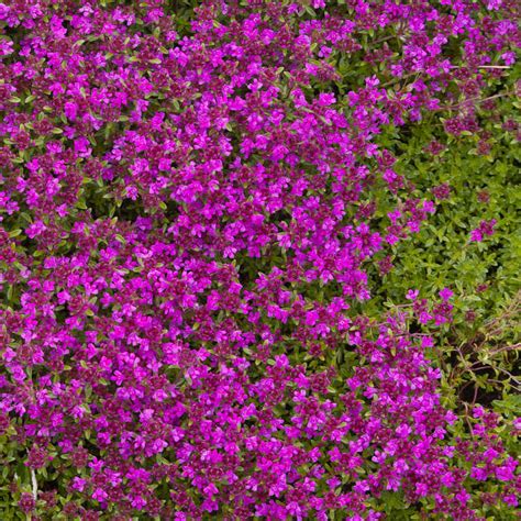 Magic Carpet Creeping Thyme Ground Cover Back Gardener