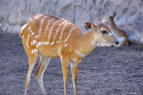 Bioparc Valencia Africa Ecuatorial Sitatunga Occidenta Flickr