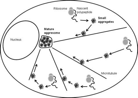 Schematic Model For Aggresome Formation According To This Model Download Scientific Diagram