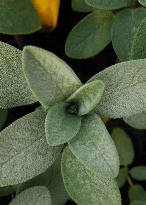 Plantas Medicinales Que Podemos Cultivar En Casa Pur Plant