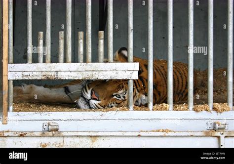 Tiger In Cage Stock Photo Alamy