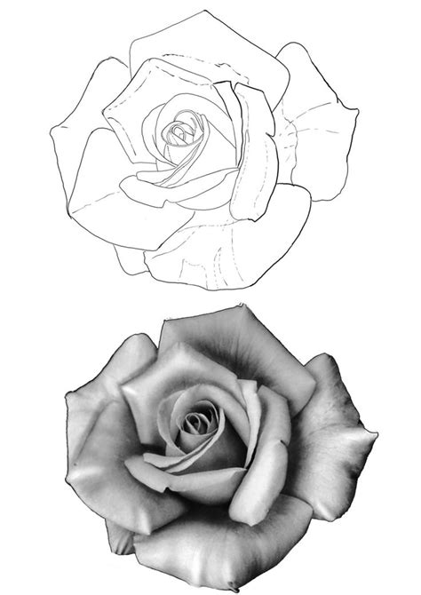 Two Black And White Roses Are Shown In This Drawing Technique One Is