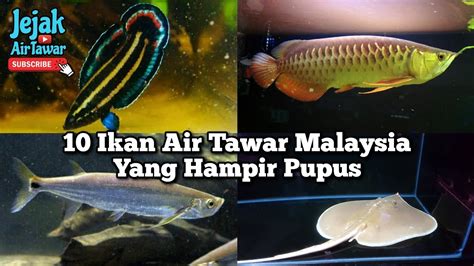 10 Ikan Air Tawar Malaysia Yang Hampir Pupus Youtube