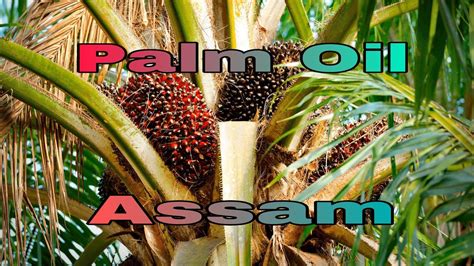 Palm Oil Farming In Assam India Youtube