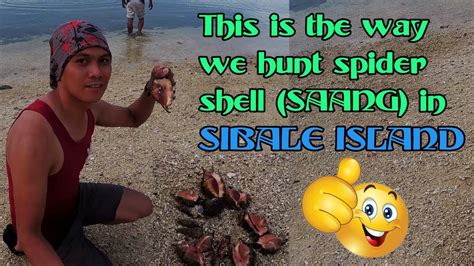 Saang Spider Shell Picking Maisuting Bay Bay Seashores Sibale