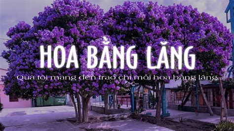 Hoa Bằng Lăng Lofi Ôi Tình Xưa Đã Phai Nhạc Chill Lofi Hot