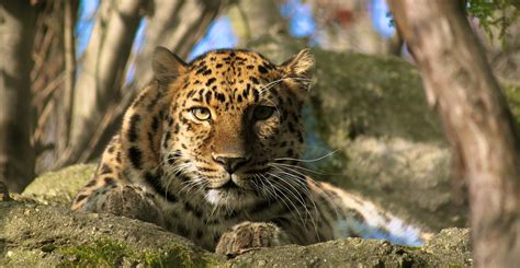 Amur Leopard A Male Amur Leopard On Display At The Frankl Flickr