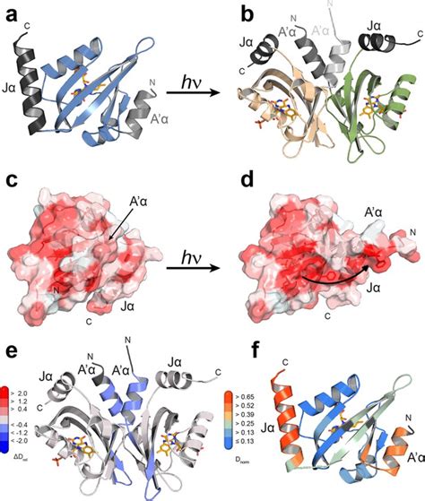 Figures And Data In Blue Light Induced Lov Domain Dimerization Enhances