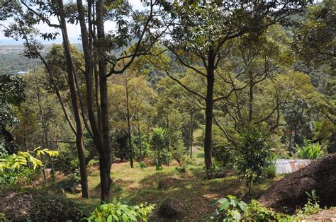 Bao Seng Durian Farm Balik Pulau