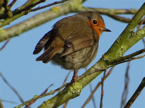 Images Gratuites La Nature Branche Oiseau Faune Printemps Le Bec