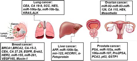 The Most Common Biomarkers For The Detection Of Various Cancers