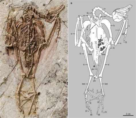 热河生物群发现今鸟类新种——甄氏甘肃鸟 化石网