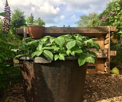 How to grow potatoes in a bucket: 8 simple steps for success | Homes