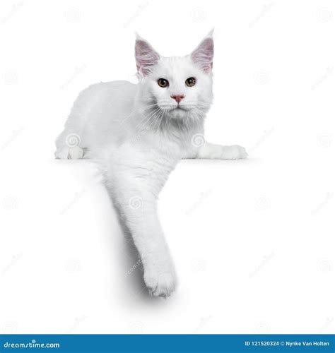 Solid White Maine Coon Cat Kitten With Attitude Laying Down With One