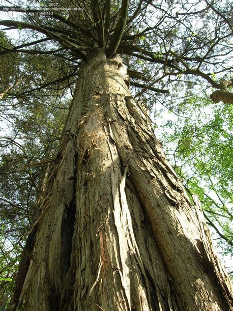 Plantfiles Pictures Red Cedar Juniper Eastern Red Cedar Juniperus