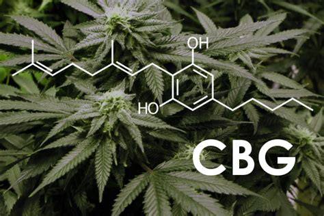 What Is Cannabigerol Cbg And What Does It Do Terpenes And Testing