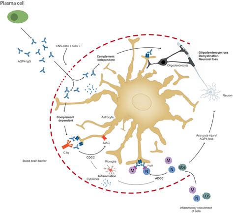 | Upon penetration of anti-DNA/anti-NMDA receptor antibodies (DNRAbs ...