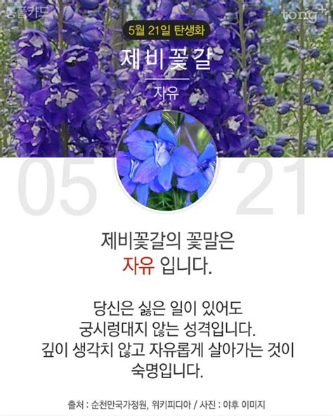 5월 21일 탄생화 제비꽃깔 디지틀조선일보디조닷컴